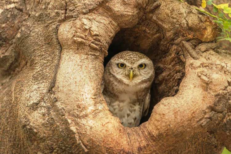 Where Do Owls Nest