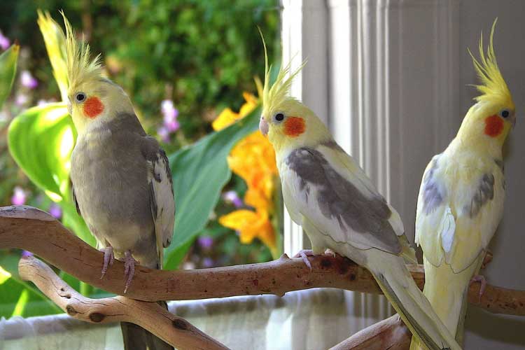 Where To Buy A Cockatiel