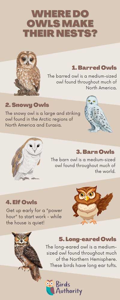 Where do Owls Make their Nests