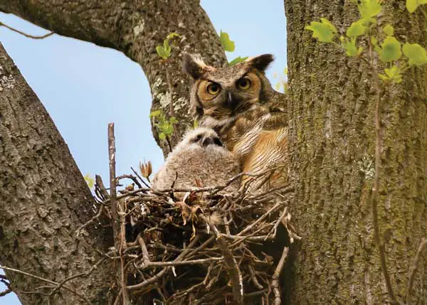 Where do Owls Nest During the Day