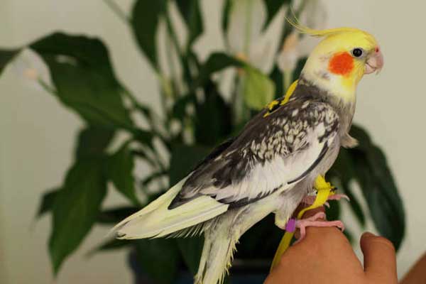 Where to Buy Cockatiels