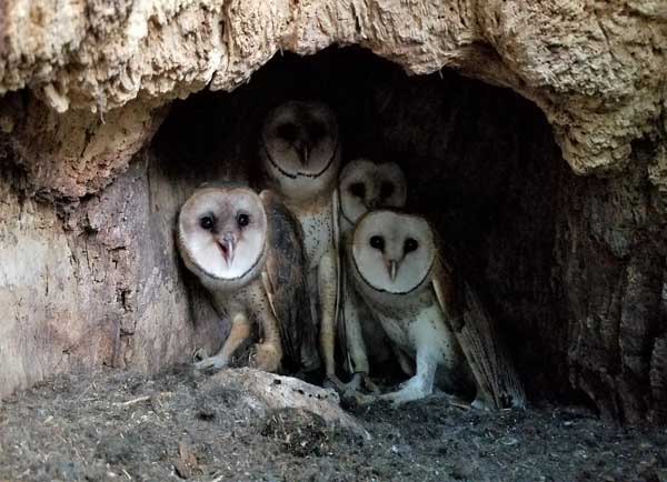 Which Are The Most Popular Breeds Of Owls