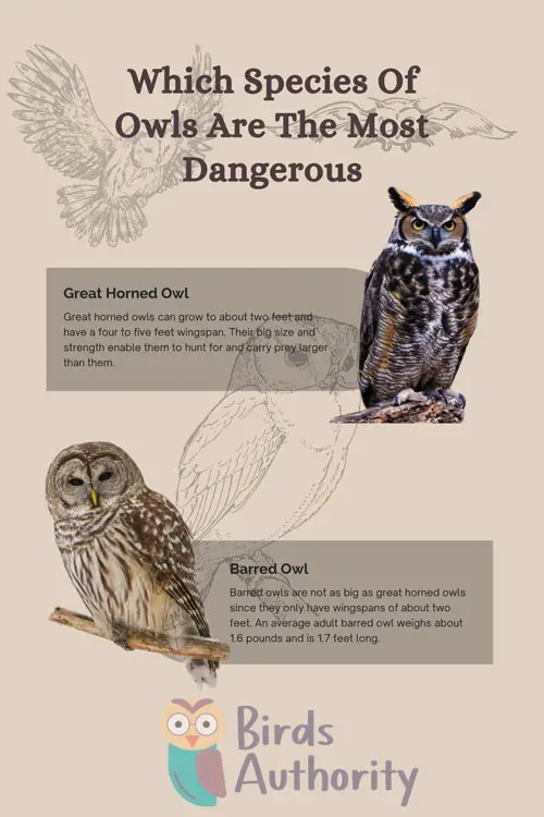 Which Species Of Owls Are The Most Dangerous
