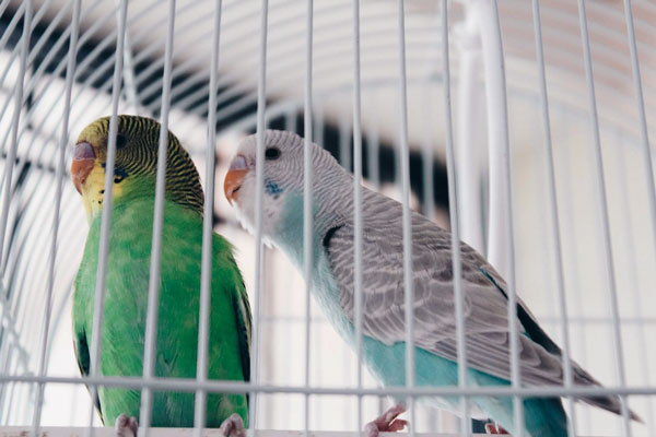 Which is smarter budgie or lovebird