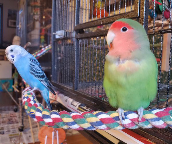 Which parrot is most affectionate