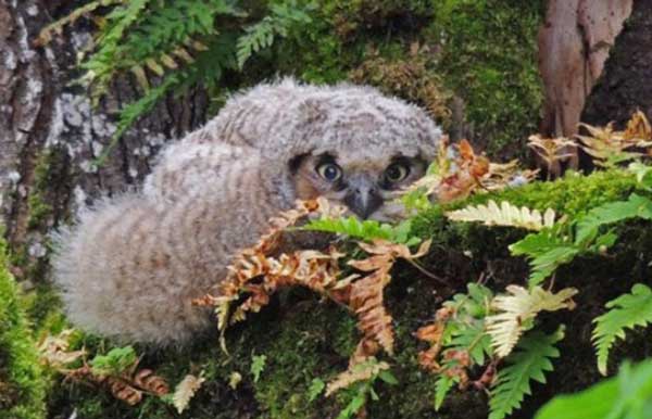 Why Do Baby Owls Sleep Face Down