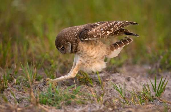 Why Do Burrowing Owls Have Long Legs