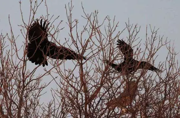 Why Do Crows And Owls Not Get Along