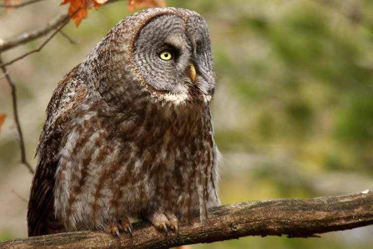 Why Do Owls Bob Their Head? Does That Mean Anything?
