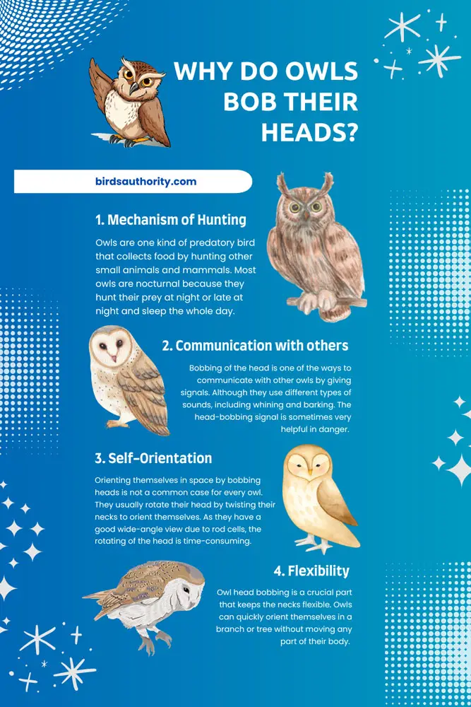 Why Do Owls Bob Their Heads