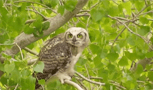 Why Do Owls Bob Their Heads
