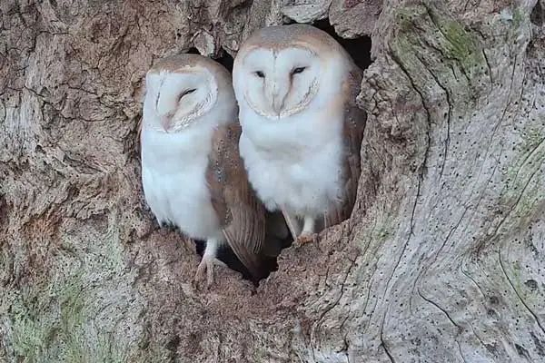 Why Do Owls Mate for life