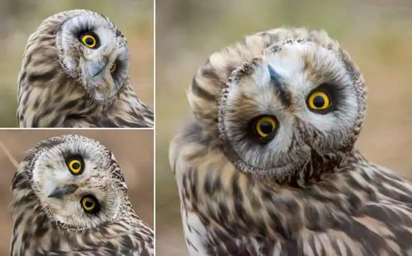 Why Do Owls Turn Their Heads Upside Down