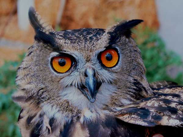 Why Do Owls have Big Eyes
