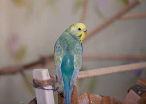Why is your budgie opening and closing beak and stretching neck