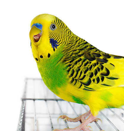 Why your budgie is opening and closing beak