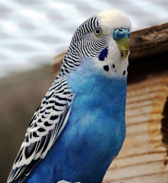 Your budgie doesn’t sing anymore