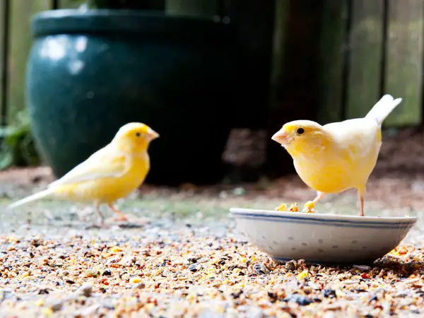 canary Diet