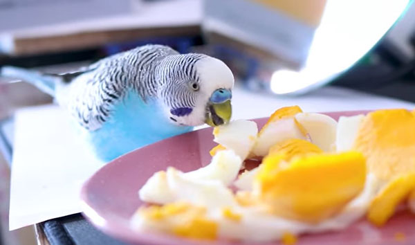 Additional tips for budgie egg food preparation