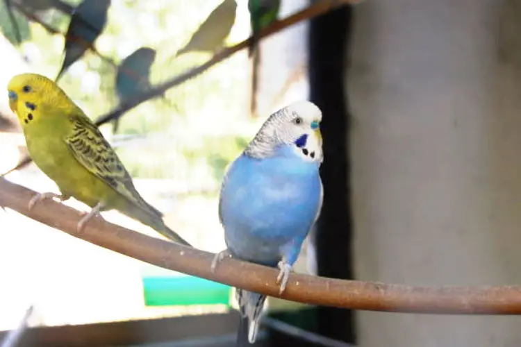 Budgie Egg Food