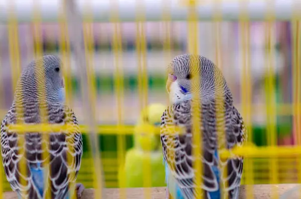 Budgie Eye pinning