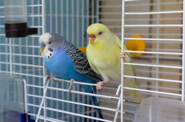 Budgie Feather plucking and scratching