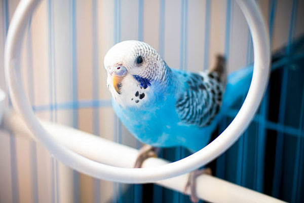 Budgie Hand-feed your feathered friend