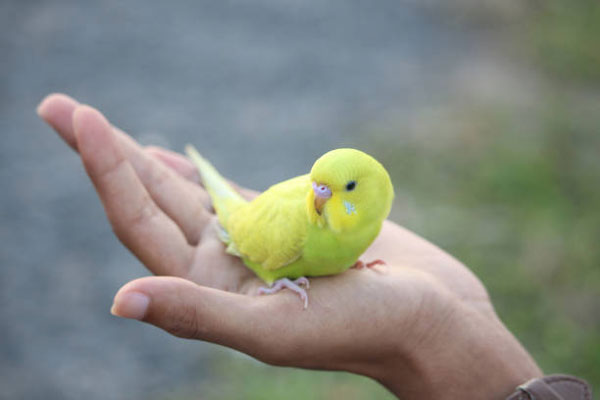 Budgie Injuries