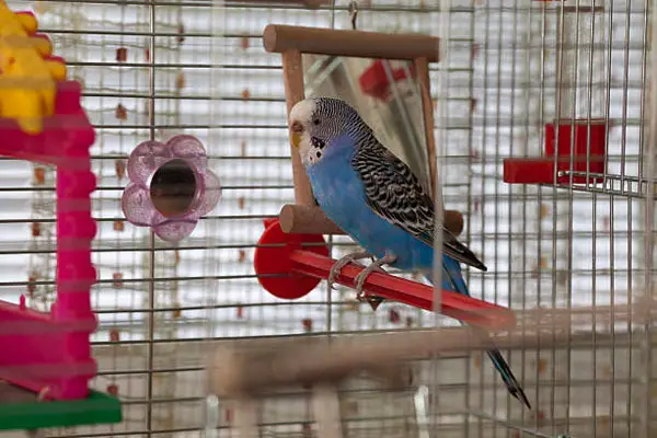 Budgie Physical and mental stimulation