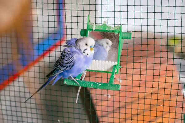 Budgie Respiratory infections