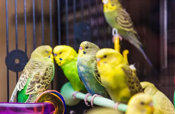 Budgie lying at the bottom of their cage