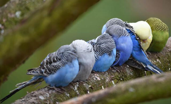 Budgie sleeping on their back