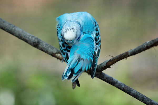 Budgie sleeping with head back