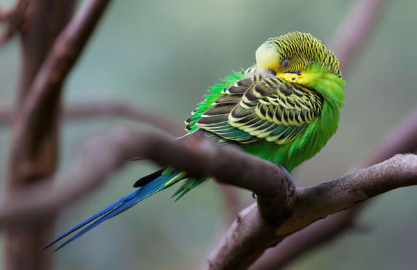 Budgie sleeping with head tucked under wing/feathers