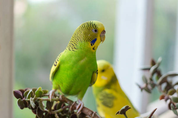 Budgie slightly opens its wings