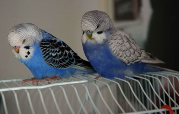 Budgie with one eye open