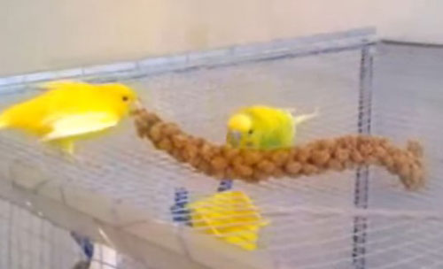 Budgies Live with Canaries
