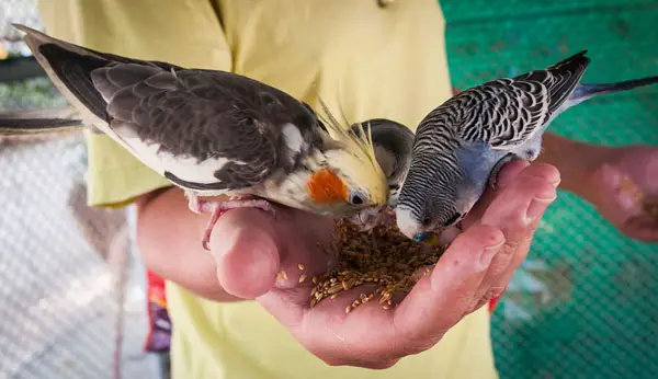 Budgies and Cockatiels Diet considerations
