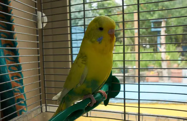 Budgies cage outside in summer