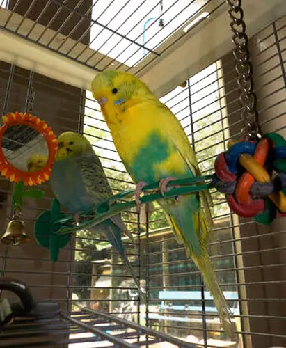 Budgies' cage outside in summer