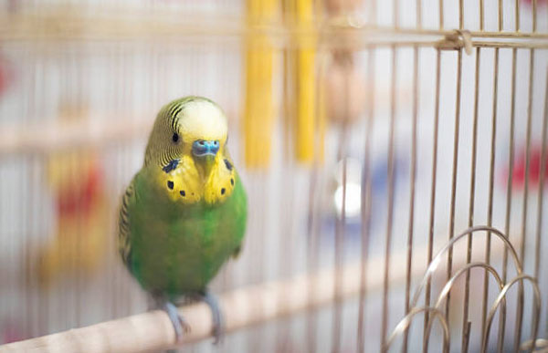 Budgies with Canaries