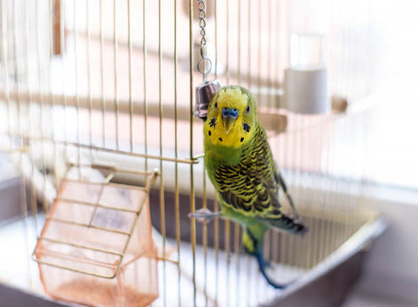 Can Budgies Live Outside in Winter