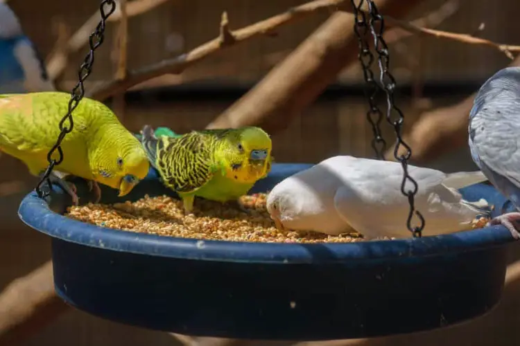 Can Budgies Live Outside in Winter