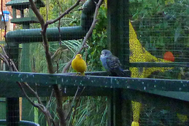 Can Budgies Live with Canaries