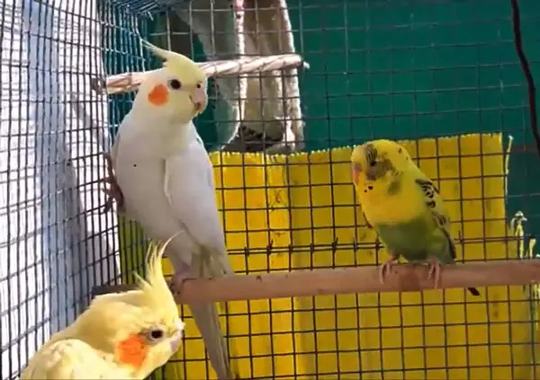 Can Budgies Live with Cockatiels