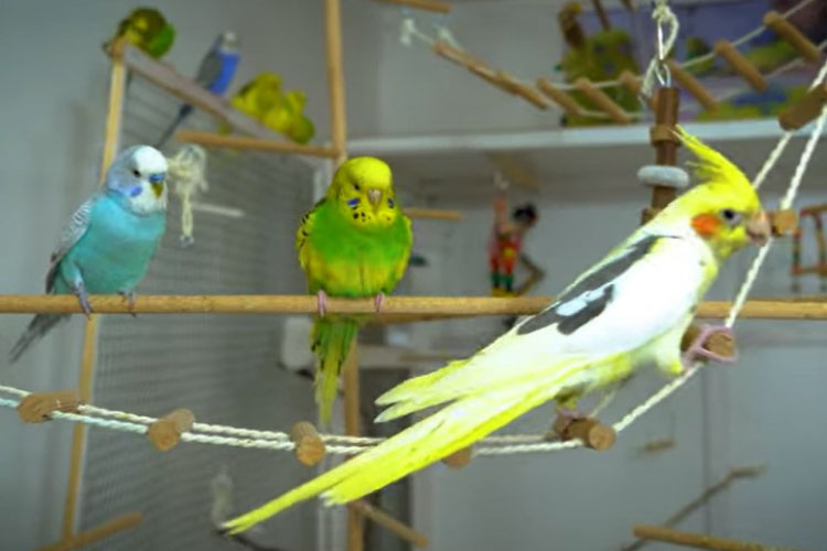 Can Budgies Live with Cockatiels