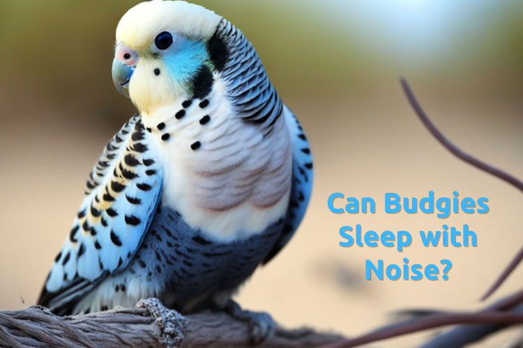 Can Budgies Sleep with Noise