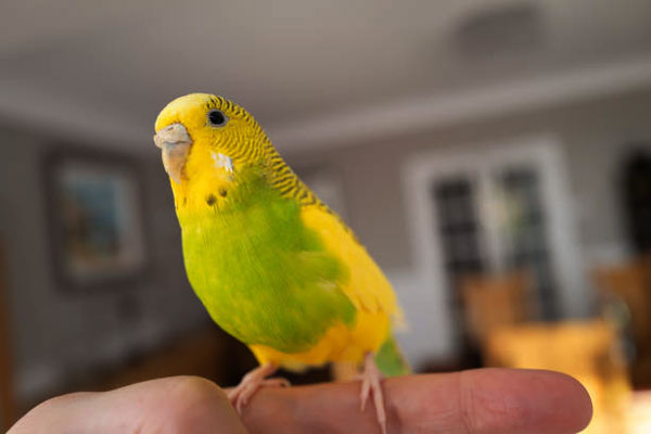 Can budgies sleep with the TV on