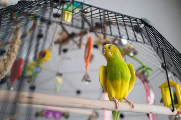 Can budgies sleep with the TV on