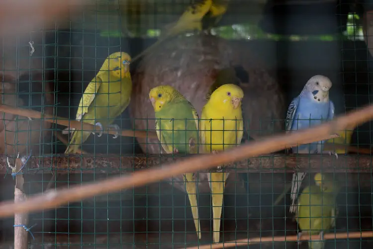 Can Budgies Sleep with the TV On